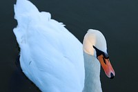 A close-up of a swan floating on the water in Peremohy Park. Original public domain image from <a href="https://commons.wikimedia.org/wiki/File:Swan_floating_in_the_water_(Unsplash).jpg" target="_blank" rel="noopener noreferrer nofollow">Wikimedia Commons</a>