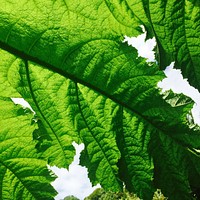 Green texture. Original public domain image from Wikimedia Commons