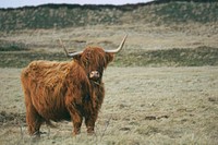 Cattle in a field. Original public domain image from Wikimedia Commons