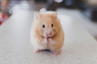 Golden hamster. Original public domain image from Wikimedia Commons