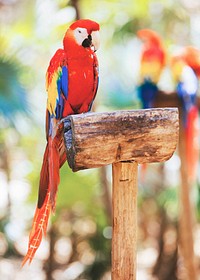 Parrots. Original public domain image from <a href="https://commons.wikimedia.org/wiki/File:Xcaret,_Playa_del_Carmen,_Mexico_(Unsplash).jpg" target="_blank">Wikimedia Commons</a>