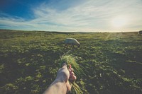 Hand holding a bunch a grass to feed the sheep. Original public domain image from <a href="https://commons.wikimedia.org/wiki/File:Giant%27s_Causeway,_Bushmills,_United_Kingdom_(Unsplash).jpg" target="_blank">Wikimedia Commons</a>
