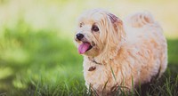 Small white dog. Original public domain image from Wikimedia Commons