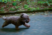 A cute little brown puppy running while sticking his tongue out. Original public domain image from Wikimedia Commons