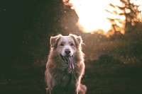 Beautiful and happy dog. Original public domain image from <a href="https://commons.wikimedia.org/wiki/File:Cabrero,_Chile_(Unsplash_Zlb0EsmgcMM).jpg" target="_blank">Wikimedia Commons</a>