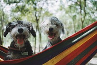 Two dogs. Original public domain image from <a href="https://commons.wikimedia.org/wiki/File:%E4%B8%8A%E6%B5%B7%E5%B8%82,_%E4%B8%AD%E5%9B%BD_(Unsplash).jpg" target="_blank">Wikimedia Commons</a>