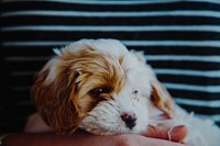 Adorable fluffy puppy rests its head in a person's hands. Original public domain image from <a href="https://commons.wikimedia.org/wiki/File:Princess_(Unsplash).jpg" target="_blank" rel="noopener noreferrer nofollow">Wikimedia Commons</a>