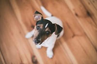 Jack Russell puppy. Original public domain image from <a href="https://commons.wikimedia.org/wiki/File:Jack_Russell_puppy_(Unsplash).jpg" target="_blank" rel="noopener noreferrer nofollow">Wikimedia Commons</a>