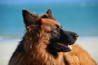 German shepherd dog. Original public domain image from <a href="https://commons.wikimedia.org/wiki/File:Shumilov_Ludmila_2016_(Unsplash).jpg" target="_blank">Wikimedia Commons</a>