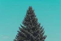 Pine tree under a green sky. Original public domain image from Wikimedia Commons