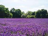 Purple field. Original public domain image from <a href="https://commons.wikimedia.org/wiki/File:Banstead,_United_Kingdom_(Unsplash).jpg" target="_blank">Wikimedia Commons</a>