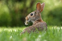 Rabbit. Original public domain image from Wikimedia Commons