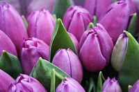 Pink tulips in Amsterdam. Original public domain image from Wikimedia Commons