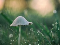 Mushroom in grassland. Original public domain image from <a href="https://commons.wikimedia.org/wiki/File:Aaron_Burden_2016-08-22_(Unsplash_AQPkj8F_Xok).jpg" target="_blank">Wikimedia Commons</a>