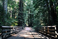 A wooden bridge and a narrow asphalt path in a forest. Original public domain image from <a href="https://commons.wikimedia.org/wiki/File:Wooden_bridge_on_a_forest_path_(Unsplash).jpg" target="_blank" rel="noopener noreferrer nofollow">Wikimedia Commons</a>