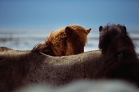 Three horses standing close to each other in a snowy environment. Original public domain image from Wikimedia Commons