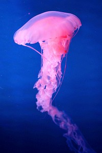 Jelly fish. Original public domain image from Wikimedia Commons