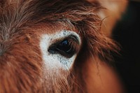 Macro photo of camel. Original public domain image from Wikimedia Commons