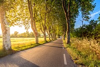 Road alongside with trees to Uzés. Original public domain image from Wikimedia Commons