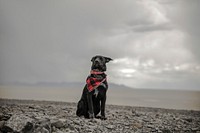 Black dog sitting near windy beach. Original public domain image from <a href="https://commons.wikimedia.org/wiki/File:Patrick_Hendry_2017-03-07_(Unsplash).jpg" target="_blank">Wikimedia Commons</a>