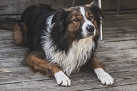 Fluffy shepherd dog sitting on wood floor. Original public domain image from Wikimedia Commons