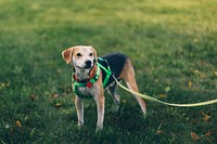 A black and brown dog on a lime green leash in Saline. Original public domain image from Wikimedia Commons