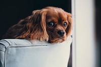 Brown cocker spaniel. Original public domain image from Wikimedia Commons