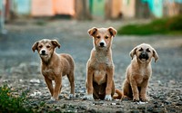 Three brown puppies on dirt road photography. Original public domain image from <a href="https://commons.wikimedia.org/wiki/File:Marrakech,_Maroc_(Unsplash).jpg" target="_blank">Wikimedia Commons</a>