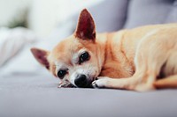 Chihuahua. Original public domain image from <a href="https://commons.wikimedia.org/wiki/File:Alicia_Gauthier_2017_(Unsplash).jpg" target="_blank">Wikimedia Commons</a>