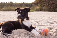 Black dog lying on sand with a ball. Original public domain image from Wikimedia Commons