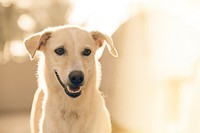 Happy dog in front of sunlit background at Anjuna Beach. Original public domain image from Wikimedia Commons