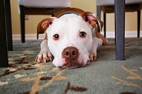 A pitbull laying on a green carpet under a table in Bel Air, Maryland, United States. Original public domain image from Wikimedia Commons