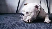 A white bulldog lying down on a carpet. Original public domain image from <a href="https://commons.wikimedia.org/wiki/File:Resting_bulldog_(Unsplash).jpg" target="_blank" rel="noopener noreferrer nofollow">Wikimedia Commons</a>
