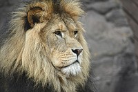 Lion at Colchester Zoo, Stanway, United Kingdom. Original public domain image from <a href="https://commons.wikimedia.org/wiki/File:Colchester_Zoo,_Stanway,_United_Kingdom_(Unsplash).jpg" target="_blank">Wikimedia Commons</a>
