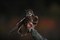Hand holding brown owl. Original public domain image from <a href="https://commons.wikimedia.org/wiki/File:Peapack,_United_States_(Unsplash).jpg" target="_blank">Wikimedia Commons</a>