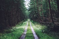 A path through a fir forest in Spean Bridge. Original public domain image from Wikimedia Commons