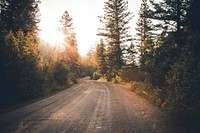 A dirt road lined with pine trees during golden hour. Original public domain image from Wikimedia Commons