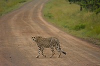 A big feline cheetah walking bravely across a dirt road. Original public domain image from Wikimedia Commons