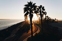 Palm tree boulevard road by the ocean during sunset at Mission Beach. Original public domain image from Wikimedia Commons