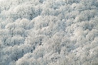 A drone shot of snow-covered trees in Goryachy Klyuch. Original public domain image from Wikimedia Commons