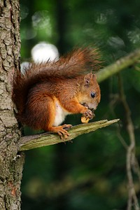 Squirrel, Zakopane, Poland. Original public domain image from Wikimedia Commons