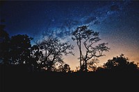 Blue starry sky over silhouettes of trees. Original public domain image from <a href="https://commons.wikimedia.org/wiki/File:Milky_Way_at_Masinagudi_(Unsplash).jpg" target="_blank">Wikimedia Commons</a>