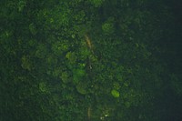 A drone shot of a hiker on an overgrown footpath in a green forest on Lantau Island. Original public domain image from Wikimedia Commons