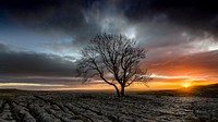 A solitary, bare tree in a desolate field, with the clouds and sunset in the distance. Original public domain image from <a href="https://commons.wikimedia.org/wiki/File:A_lonely_tree_in_the_field_(Unsplash).jpg" target="_blank" rel="noopener noreferrer nofollow">Wikimedia Commons</a>