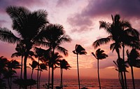 Palm trees swaying in the wind with a purple and orange sunset sky over the ocean in the distance, Maui County. Original public domain image from Wikimedia Commons
