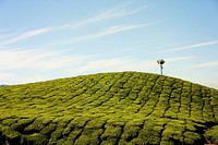 Field against the sky. Original public domain image from Wikimedia Commons