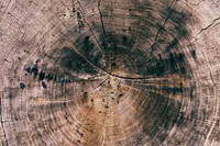 Top view of a wooden log. Original public domain image from <a href="https://commons.wikimedia.org/wiki/File:Patrick_Fore_2015-06-22_(Unsplash).jpg" target="_blank">Wikimedia Commons</a>