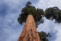 Tree from low angle in Sequoia National Park, United States. Original public domain image from <a href="https://commons.wikimedia.org/wiki/File:Sequoia_National_Park,_United_States_(Unsplash_XnvLe0u9iM8).jpg" target="_blank">Wikimedia Commons</a>