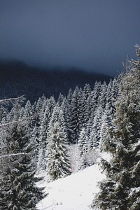 A forest covered in snow sitting on a mountain with dark clouds above. Original public domain image from Wikimedia Commons