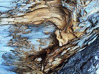 Abstract texture in light brown and blue tree bark. Original public domain image from <a href="https://commons.wikimedia.org/wiki/File:Tree_bark_pattern_(Unsplash).jpg" target="_blank">Wikimedia Commons</a>